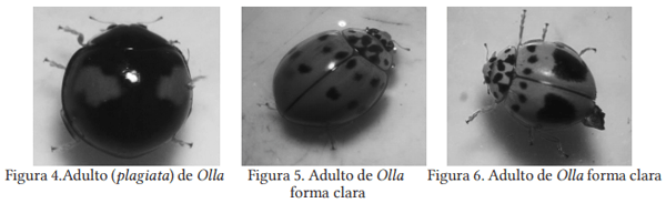 Colecta e identificación taxonómica de Coccinellidos que atacan al pulgón amarillo Melanaphis Sacchari Zehntner en sorgo en el sur de Tamaulipas - Image 4