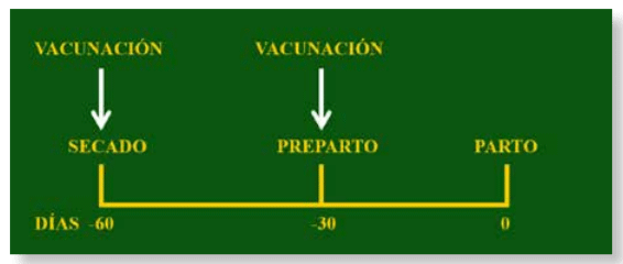 Vacunaciones
