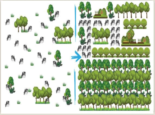 BOTERO - CAPÍTULO IX PASTOREO RACIONAL INTENSIVO VOISIN UNA OPCIÓN PARA INTENSIFICAR Y HACER MÁS AMIGABLE CON EL AMBIENTE LA PRODUCCIÓN CON RUMIANTES EN PASTOREO EN EL TRÓPICO - Image 45