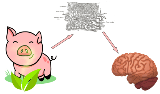 Inhalación: una vía alternativa para administrar aceites esenciales a los animales de granja