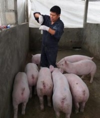Aclimatación de futuras hembras reproductoras - Image 1
