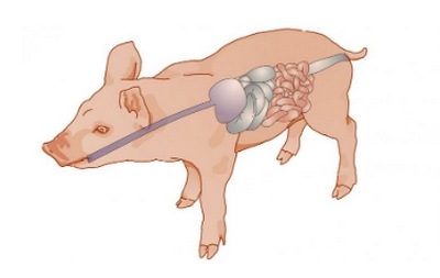 La Importancia de la Salud Intestinal en Lechones - Image 2