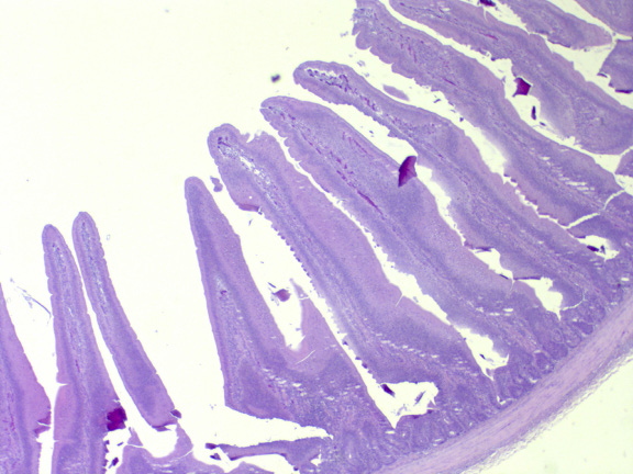 Ácidos orgánicos y aceites esenciales protegidos para avicultura y su efecto en la Morfologia intestinal en los primeros 15 días de pollos de engorde vs Promotores estandar - Image 1