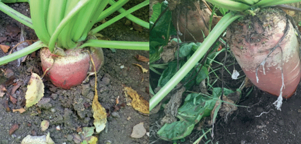 Forma y color de las raíces son elementos diferenciadores entre cultivares de remolacha forrajera.