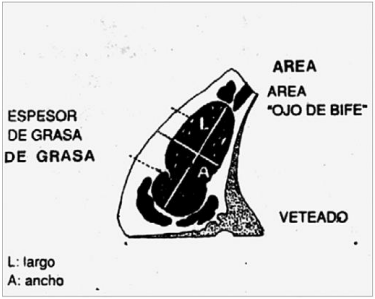 Figura 4. Esquema ilustrativo de medidas en cortes carniceros