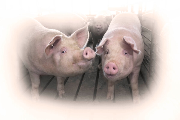 La Fuente de Cobre importa en la conversión alimenticia - Image 1