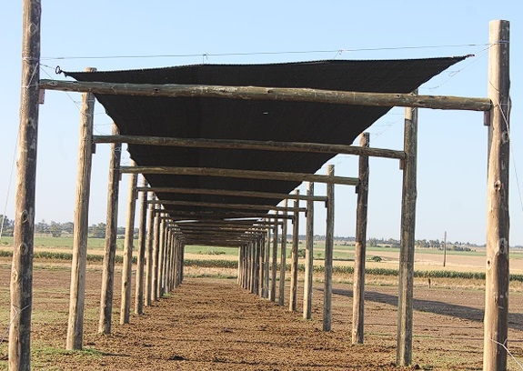 Manejo del ambiente físico para atenuar la producción de calor - Image 5