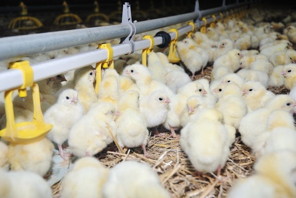 La Avicultura y el Campo: sinergismo en producción - Image 1