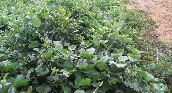 Dólicos, qué son y cómo contribuyen a una agricultura sustentable - Image 1