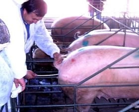 Como mejorar la fertilidad en mi granja, ¿Con inseminación artificial? - Image 1