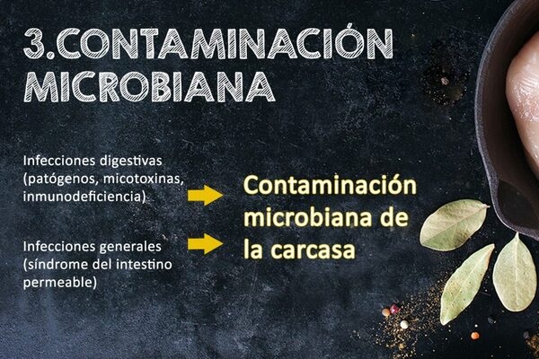 ¿Cómo afecta el estrés térmico a la calidad de la carne de pollo? - Image 4