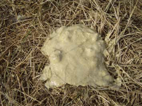 CRIANZA - Diarreas en la guachera - Image 1