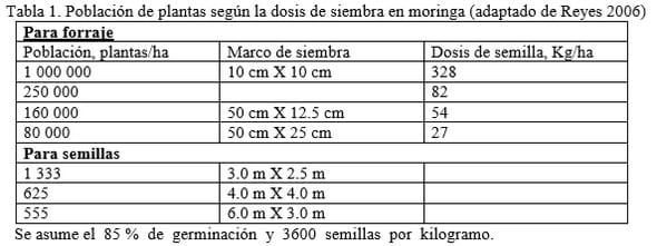 Requerimientos agronómicos de Moringa oleifera (Lam.) en sistemas ganaderos - Image 3