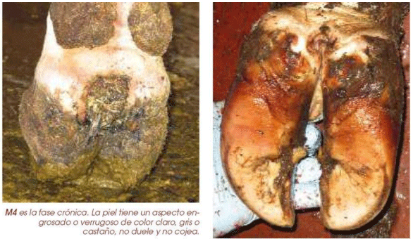BOTERO - PRINCIPALES ENFERMEDADES INFECCIOSAS Y PARASITARIAS EN BUCERROS DURANTE LOS PRIMEROS SEIS MESES DE VIDA Diagnóstico, epidemiología y control - Image 3