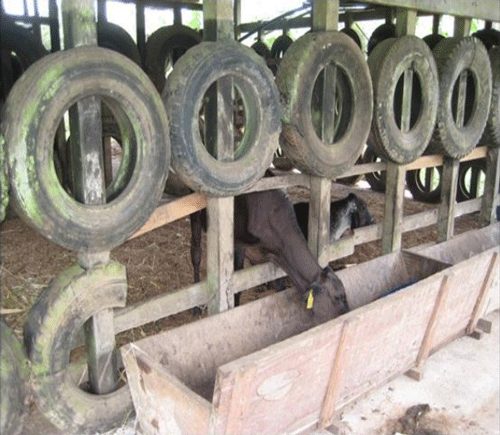 FOTOGRAFÍA 8. Paredes de corrales construidas con llantas enteras desechadas y postes en madera. Los comederos se pueden llenar fácilmente desde afuera y dan acceso cómodo a los animales para comer desde adentro o desde afuera del corral. FUENTE: Raúl Botero Botero, 2008.