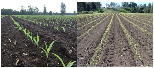 Manual del cultivo de maíz para ensilaje - Híbridos de maíz: Segundo Capítulo - Image 3