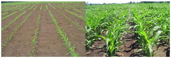 Manual del cultivo de maíz para ensilaje - Híbridos de maíz: Segundo Capítulo - Image 5