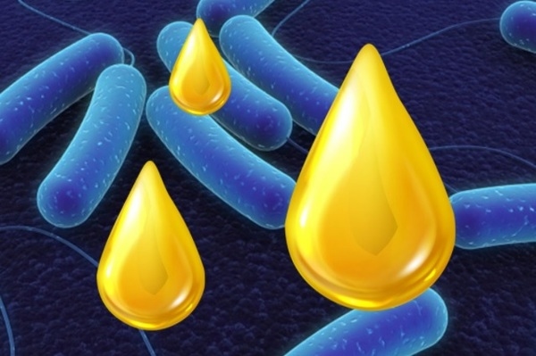 Las grasas de mala calidad aumentan el riesgo de enteritis necrótica - Image 1
