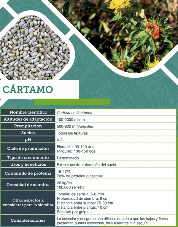 Cártamo: un impulso sostenible para la agricultura mexicana - Image 2