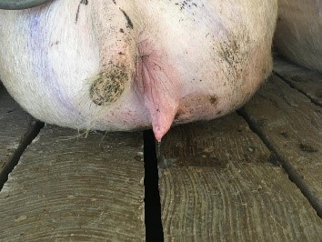 Consideraciones sobre el reflujo de semen post inseminación - Image 1