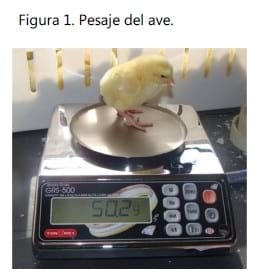 Efecto del consumo de alimento en harina durante las primeras horas De vida del pollo de engorda sobre el saco vitelino - Image 1