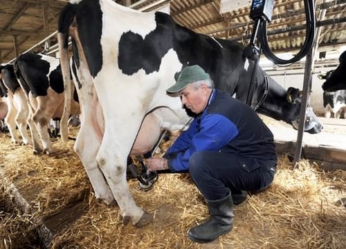 Micotoxinas en la ración total mezclada y su impacto en la producción lechera - Image 2