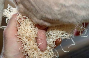 La Mastitis un problema del hato la visita al establo. - Image 11