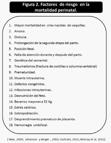 Bienestar en becerras: transiciones desde el periodo perinatal hasta el destete - Image 2
