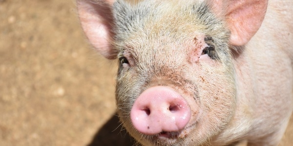 El bienestar animal está mejorando en la porcicultura brasileña, según la nueva edición del Observatorio Porcino - Image 1