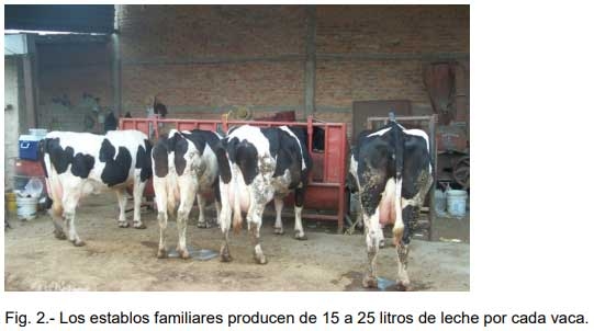 La Mastitis causada por las bacterias patógenas principales. - Image 3