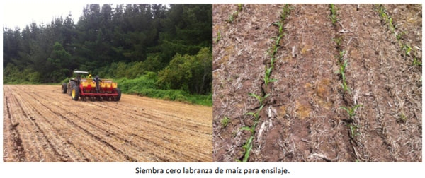 Manual del cultivo de maíz para ensilaje - Cultivo de maíz: Cuarto Capítulo - Image 5