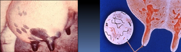 Pruebas para el diagnóstico de la mastitis bovina - Image 1