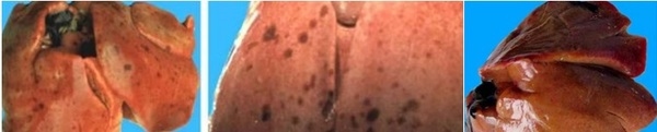 Características fisiológicas del hígado de ave | Se adjuntan tres tipos de enfermedad hepática difíciles de diagnosticar. - Image 4
