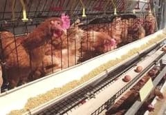 Prevención y control de las principales enfermedades de las gallinas de postura - Image 2