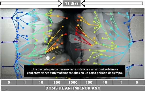 Síndromes respiratorios en la avicultura industrial: factores ambientales, etiología y medidas de control - Image 2