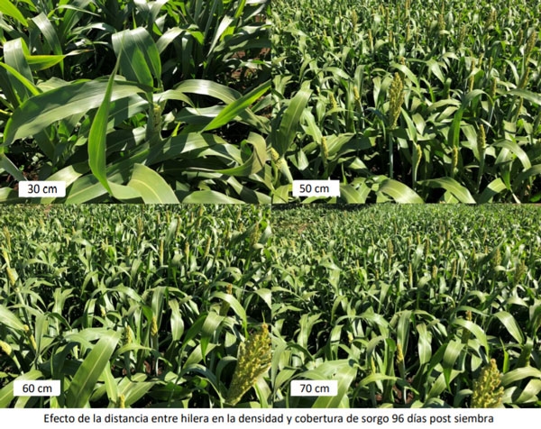 Manual Cultivo del Sorgo Forrajero - Cultivo del sorgo - Image 4