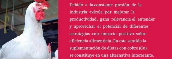 Uso de cobre orgánico como promotor de crecimiento en pollos de engorde - Image 1