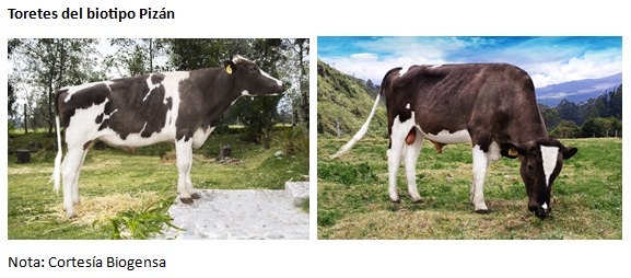 El biotipo bovino Pizán de la sierra ecuatoriana - Image 5