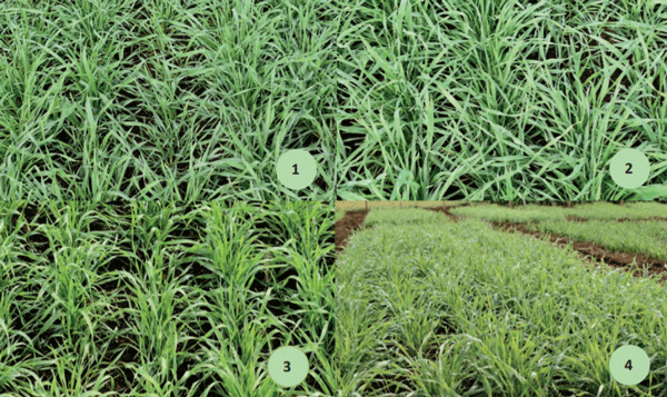 Centeno sembrado para pastoreo invernal. (1) Centeno solo; (2) Centeno + Avena; (3) Centeno + Trigo, (4) Centeno + Triticale