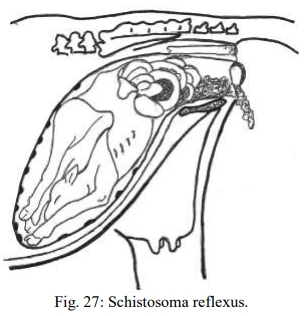 Obstetricia y neonatología bovina: IX. Definición y causas de distocias - Image 1