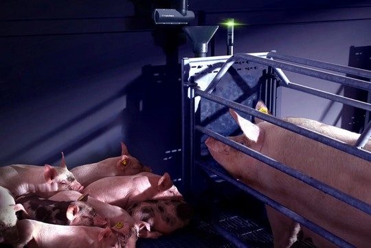 La alimentación automatizada mejora la salud de las cerdas y el rendimiento de los cerdos destetados - Image 1
