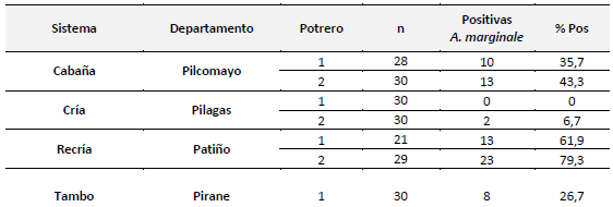 Tabla 1. Detección de A. marginales y estimación del porcentaje de positividad por potrero en los cuatro establecimientos muestreados.