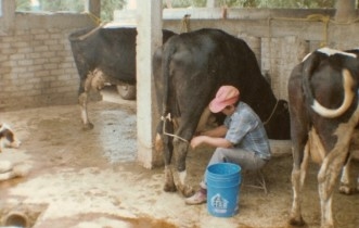 Detección de genes de resistencia a antibióticos en Staphylococcus aureus aislados de casos de mastitis bovina. - Image 7