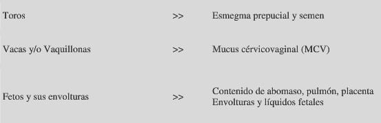Tritrichomoniasis y Campylobacteriosis genital bovina - Image 2