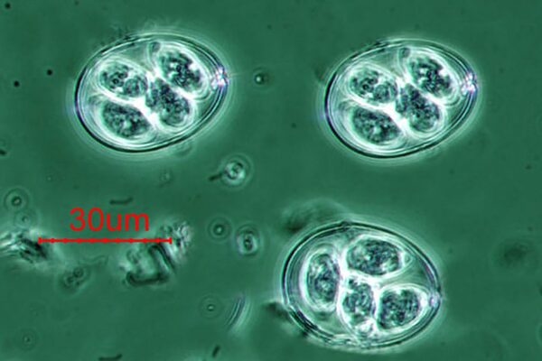 Efectos anticoccidiales de los extractos de plantas – Mecanismos de acción - Image 1