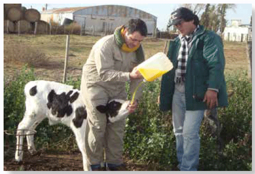 CRIANZA - Calostro y calostrado - Image 3