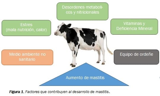 Usando la nutrición para prevenir la mastitis - Image 1