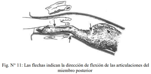 Obstetricia y neonatología bovina: V. Canal obstétrico - Image 7