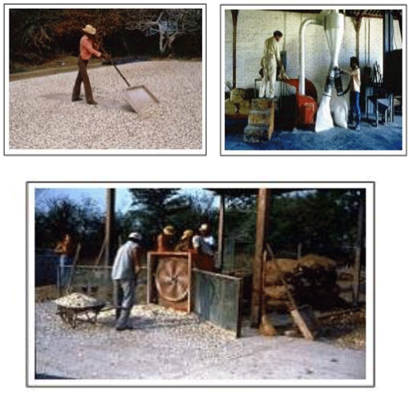 Secado de la raíz de yuca, después de ser cortada en trozos Fuente: CLAYUCA – CIAT, 1990.