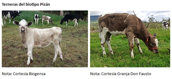 El biotipo bovino Pizán de la sierra ecuatoriana - Image 1